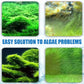 🔥2025 Hot Sale🔥Effective Algae Control for Aquarium